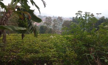 1540 M2 Tanah Kebun View Gunung Burangrang di Pameungpeuk, Cisarua. Bandung Barat