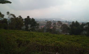 1540 M2 Tanah Kebun View Gunung Burangrang di Pameungpeuk, Cisarua. Bandung Barat