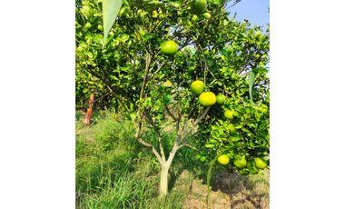 FINCA VILLARICA