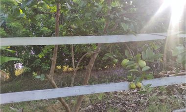 FINCA VILLARICA
