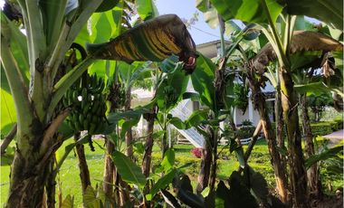 FINCA VILLARICA