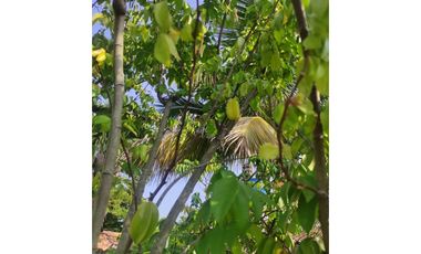 FINCA VILLARICA