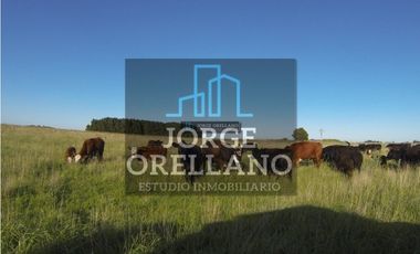 VENTA DE CAMPO EN CORONEL VIDAL 176 HAS PRODUCCION AGRICOLA Y GANADERA