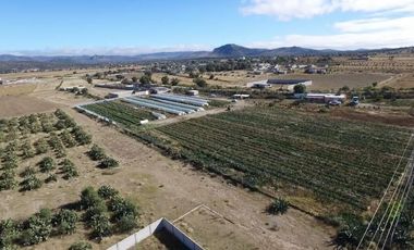 RENTA DE PLANTA CON 700 MTS. EN ZEMPOALA CON NORMATIVA ALIMENTARIA