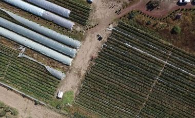 RENTA DE PLANTA CON 700 MTS. EN ZEMPOALA CON NORMATIVA ALIMENTARIA