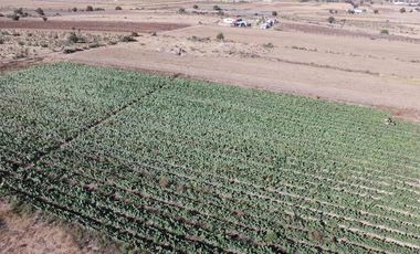 RENTA DE PLANTA CON 700 MTS. EN ZEMPOALA CON NORMATIVA ALIMENTARIA