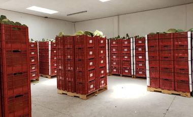 RENTA DE PLANTA CON 700 MTS. EN ZEMPOALA CON NORMATIVA ALIMENTARIA