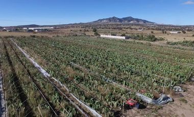 RENTA DE PLANTA CON 700 MTS. EN ZEMPOALA CON NORMATIVA ALIMENTARIA