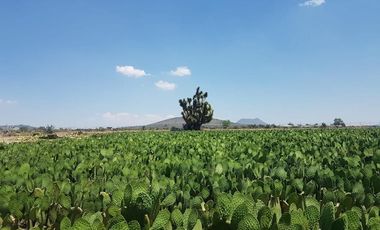 RENTA DE PLANTA CON 700 MTS. EN ZEMPOALA CON NORMATIVA ALIMENTARIA
