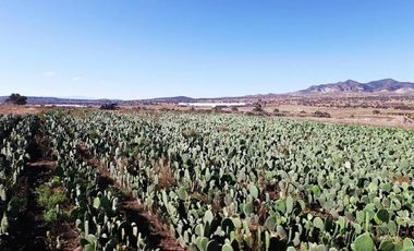 RENTA DE PLANTA CON 700 MTS. EN ZEMPOALA CON NORMATIVA ALIMENTARIA
