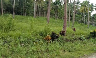 3.3 Hectares Farm Land in Penaplata Samal Island