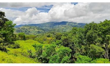VENDO FINCA DE SEIS HECTAREAS EN ALTO LA MINA -CAIZAN