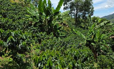 finca en venta en peralonso. Cod V20960