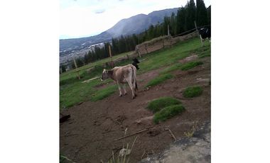 TERRENO VIA AL NEVADO CAYAMBE