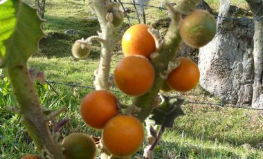 finca en venta en cundinamarca. Cod V8709945