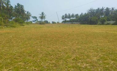 DIJUAL Tanah Murah di Panimbang Pandeglang Banten 1.5 Ha