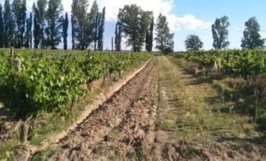 Vendo Finca 20 has Produccion UVA a 5 km de Salto de las Rosas. San Rafael.  Mendoza