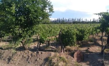 Vendo Finca 20 has Produccion UVA a 5 km de Salto de las Rosas. San Rafael.  Mendoza