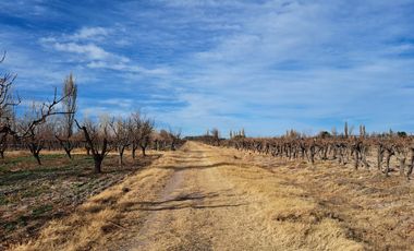 Vendo Finca 20 has Produccion UVA a 5 km de Salto de las Rosas. San Rafael.  Mendoza