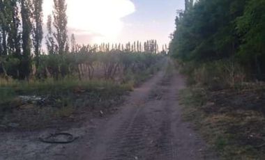 Vendo Finca 20 has Produccion UVA a 5 km de Salto de las Rosas. San Rafael.  Mendoza