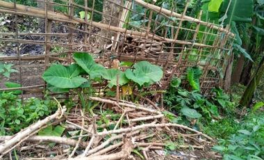 17 Tumbak tanah Siap Bangun Masuk Gang, Pasirhalang, Cisarua, Bandung Barat