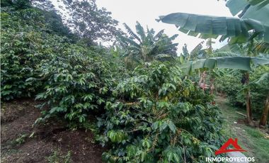 Finca cafetera en la vereda El Chocho, Pereira