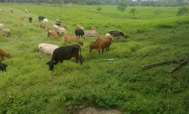 Venta de Hacienda Via Santo Domingo - Quevedo