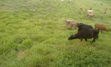 Venta de Hacienda Via Santo Domingo - Quevedo