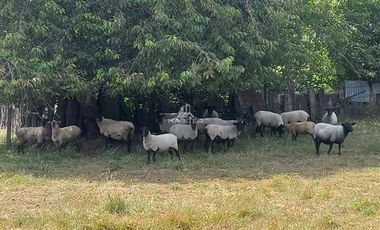 Parcela en Venta en Parcela Orilla camino Asfalto sobre ruta Temuco a Cunco