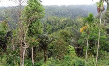 sale land view jungle in payangan near ubud bali