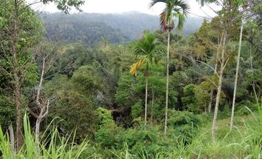 sale land view jungle in payangan near ubud bali