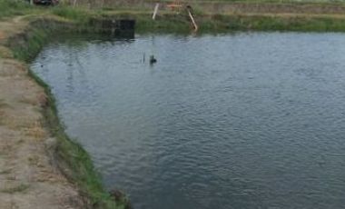 2 Well-developed fish ponds for sale