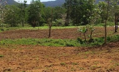 This farm lot. Area with rubber tree and veggie.