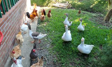 CASA CAMPESTRE PARA LA VENTA EN CHINCHINA