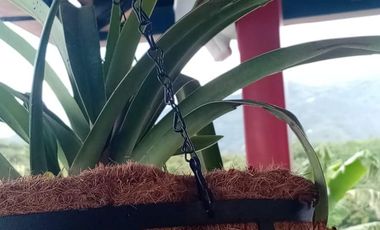 finca en arriendo en vereda morro azul. Cod A7344467