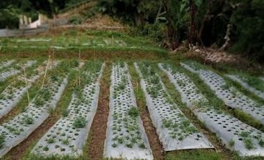 8400 M2 Tanah Eks Pabrik Tahu di Desa Kayuambon, Lembang, Bandung Barat