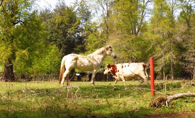 Hermoso Proyecto De Parcelas En Sector De Molco