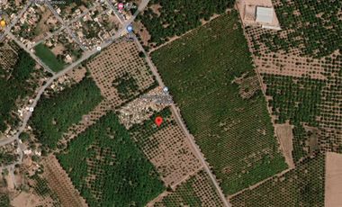 32 hectáreas de siembra en El Pozole, El Rosario