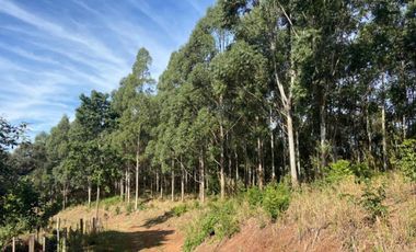 Ruta 18- B. de Irigoyen-Mnes