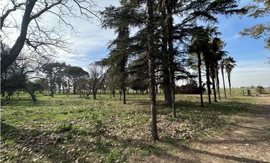 Campo en venta. 26 Has. mixto en Loma Verde