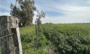 Campo en venta. 26 Has. mixto en Loma Verde