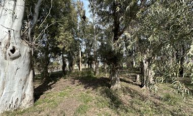 Campo en venta. 26 Has. mixto en Loma Verde