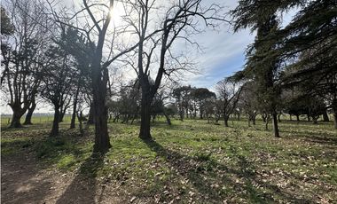 Campo en venta. 26 Has. mixto en Loma Verde