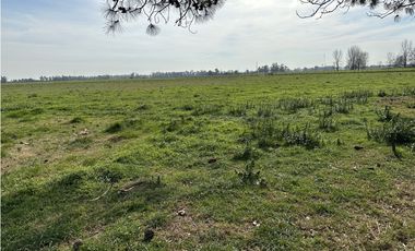 Campo en venta. 26 Has. mixto en Loma Verde