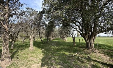 Campo en venta. 26 Has. mixto en Loma Verde