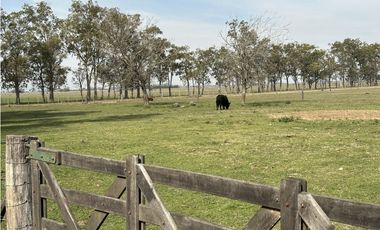 Campo en venta. 26 Has. mixto en Loma Verde