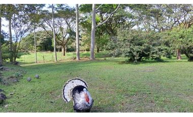 VENTA DE LOTE EN VENECIA SUROESTE DE ANTIOQUIA