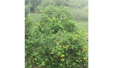 CASA DE CAMPO EN DAPA  ID 355