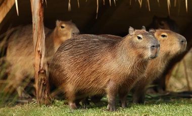 Casa en Carpinchos, Nordelta