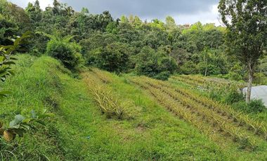 DIJUAL TANAH RAYA BATURITI TABANAN, BALI